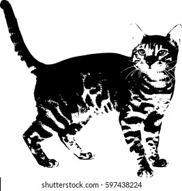 Hand drawn vector illustration of cat