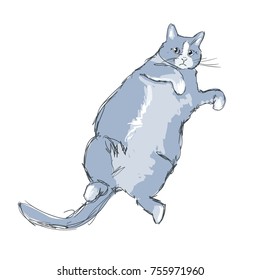 Hand Drawn Vector Illustration of cat vector illustration, print design cat, print on t-shirt, sketch cat, kitten