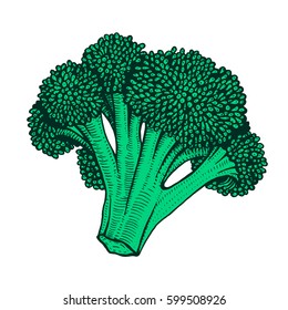 Hand drawn vector illustration of cauliflower doodle style