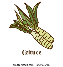 Hand drawn vector illustration of celtuce, stem lettuce isolated on white background.