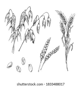 Hand drawn vector illustration of cereal types. Oat, rye, wheat cereal, barley grains. Set for food menu, bakery, cafe decor