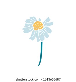 Hand drawn vector illustration of a  chamomile flower isolated on white background. Decorative wildflower. Great for design of homeopathy products. 