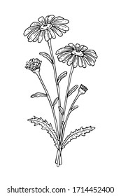 Hand Drawn Vector Illustration Of A Chamomile Isolated On White. Meadow Plant Drawing In A Sketch Style