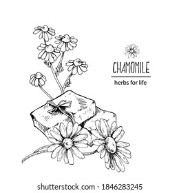Hand drawn vector illustration of chamomile hand made soap. Engraved medicinal herb for cosmetics, medicine, treating, aromatherapy, package design healthcare.