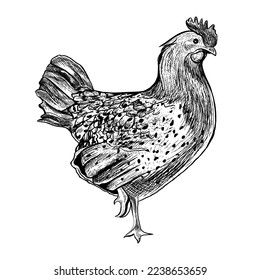 Hand drawn vector illustration of chicken, hen