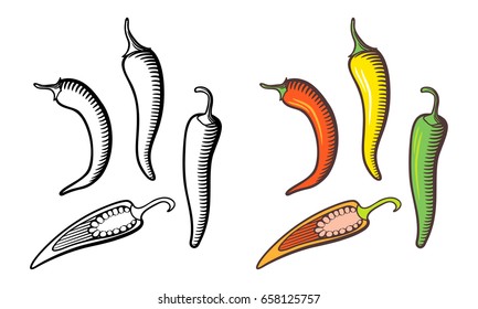 Hand drawn vector illustration chili pepper  Red  Yellow  green peppers   cross section and seeds  Outline   colored version