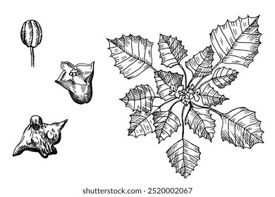 Hand drawn vector illustration of  Chilim plant, water Chestnut with branch, seeds, fruits. Engraved sketch of Trápa nátans or Hornwort plant. Healthy food, ingredient, snack. Design for menu, label