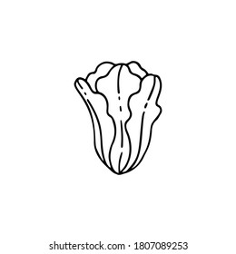 Ilustración vectorial dibujada a mano de col china. Elemento para sus tarjetas, carteles, pegatinas y diseño estacional.