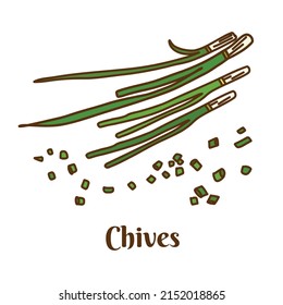 Hand drawn vector illustration of chives isolated on white background.