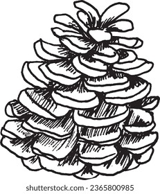 Hand drawn vector illustration of Christmas tree pine cone.