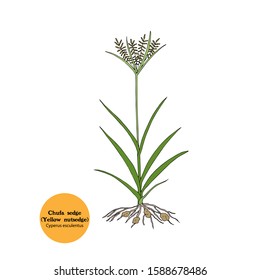 Hand drawn vector illustration of Chufa plant (chufa sedge, nut grass, yellow nutsedge, tiger nutsedge, edible galingale, water grass), Cyperus esculentus. Whole plant with roots, leaves, flowers.