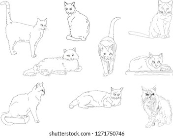 Hand drawn vector illustration. Clip art. Cute stray cats with scrappy, tough, expressions. Realistic.