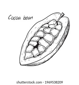 Ilustración vectorial dibujada a mano - granos de cacao aislados en blanco. Esbozo lineal blanco y negro. Dibujo detallado de comida vegetariana. Ideal para menú, etiqueta, icono