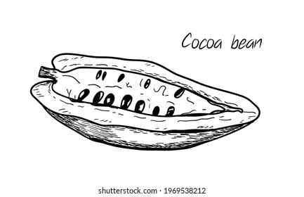 Ilustración vectorial dibujada a mano - granos de cacao aislados en blanco. Esbozo lineal blanco y negro. Dibujo detallado de comida vegetariana. Ideal para menú, etiqueta, icono