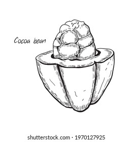 Hand drawn vector illustration – cocoa beans isolated on white. Black and white linear sketch. Detailed vegetarian food drawing. Great for menu, label, icon