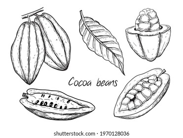 Hand drawn vector illustration – cocoa beans collection. Elements isolated on white. Black and white linear sketch. Detailed vegetarian food drawing. Great for menu, label, icon