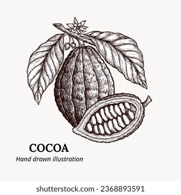 Hand drawn vector illustration cocoa. cocoa logo template. cocoa sketch. For menu, recipe, packaging, wrapping paper, logos