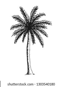 Hand drawn vector illustration of coconut palm tree.