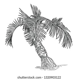 Dibujo manual vectorial de la palmera de coco. Aislado sobre fondo blanco