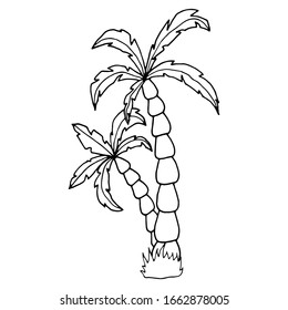 Hand drawn vector illustration of coconut palm tree. Vector sketch illustration for print, web, mobile and infographics on a white background.