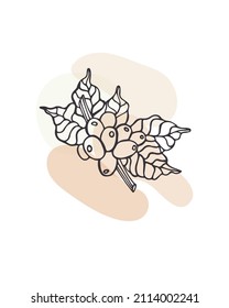 Hand drawn vector illustration of coffee branch with beans. Suit for poster,  cover and card design, marketing material, print. Paster colours and  abstract shapes background