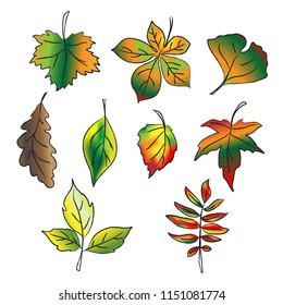 Hand drawn vector illustration with collection of autumn leaves. EPS10