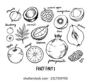 Hand drawn vector illustration - Collection of tropical and exotic Fruits. Healthy food elements. Physalis, kiwi, blueberry, orange, apple etc. Perfect for menu, packing, advertising, cooking book
