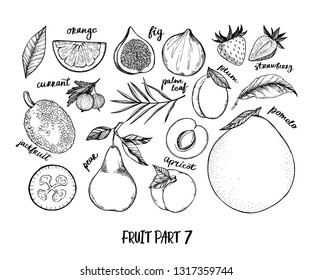 Hand drawn vector illustration - Collection of tropical and exotic Fruits. Healthy food elements. Fig, pomelo, orange, jackfruit, pear etc. Perfect for menu, packing, advertising, cooking book
