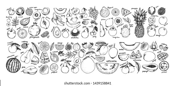 Hand drawn vector illustration - Collection of tropical and exotic Fruits. Healthy food elements. Apple, orange, papaya, coconut, mango, pear etc. Perfect for menu, packing, advertising, cooking book
