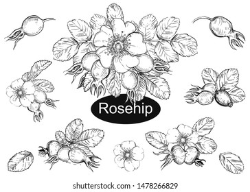 Hand drawn vector illustration collection of rose hip, flowers, leaf. sketch