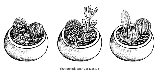 Hand drawn vector illustration. Collection of pots with cacti and succulents. Vintage botanical set with house plants in sketch style. Decorative floral black outline elements isolated on white.