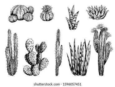 Hand drawn vector illustration. Collection of different varieties of cacti. Set of desert plants. Vintage botanical sketches isolated on white Decorative monochrome elements for design, typography etc