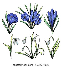 Hand drawn vector illustration. Collection of spring plants. Set of crocuses and snowdrops. Vintage botanical sketches isolated on white. Colored elements for design, typography, card, print, poster.