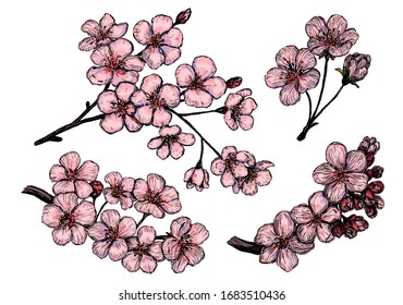 Hand drawn vector illustration. Collection of blooming branches of Sakura. Set of cherry flowers. Botanical realistic sketches isolated on white. Colored elements for design, typography, print, poster
