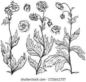 Hand drawn vector illustration. Collection of Geum Rivale plants. Set of wild flowers. Botanical realistic ink sketches isolated on white. Outline elements for design, print, poster, postcard, sticker