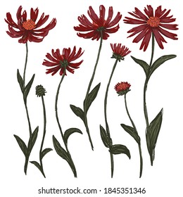 Hand drawn vector illustration. Collection of cone flower or Echinacea plants. Set of wildflowers. Botanical drawing isolated on white. Colored elements for design, print, poster, card, sticker, decor