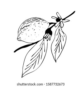 Hand drawn vector illustration - Collections of Lemons. Blossom plant with leaves