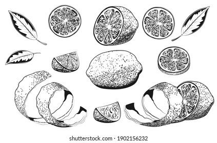 Hand drawn vector illustration - Collections of Lemons. Lemon, slice, leaf, rind peel