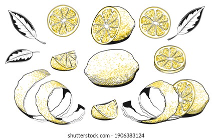 Hand drawn vector illustration - Collections of Lemons. Lemon, slice, leaf, rind, peel