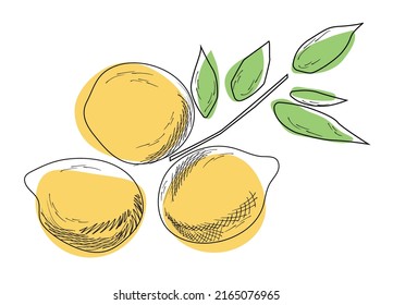 Hand drawn vector illustration - Collections of Lemons. Blossom plant with leaves colorful sketch