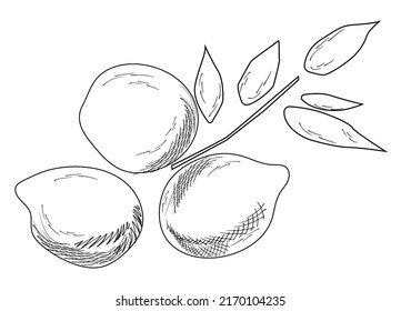 Handgezeichnete Vektorgrafik - Sammlungen von Zitronen. Blossom-Pflanze mit Blättern