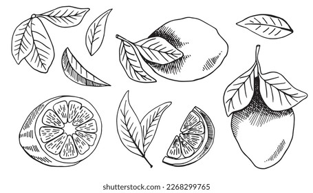 Hand drawn vector illustration - Collections of Lemons. Blossom plant with leaves