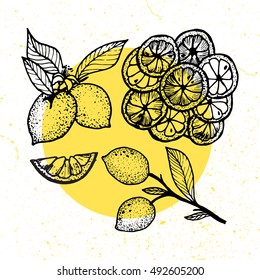 Hand drawn vector illustration - Collections of Lemons. Blossom plant with leaves