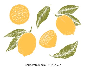 Hand drawn vector illustration - Collections of yellow lemons. Blossom plant with leaves