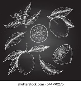 Ilustración vectorial dibujada a mano - Colecciones de Lemones. Planta de flores con hojas