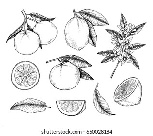 Hand drawn vector illustration - Collections of Lemons and Oranges. Branches with citrus fruits. Flowering plant with leaves. Perfect for packing, greeting cards, invitations, prints etc
