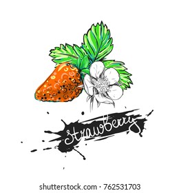 Hand drawn vector illustration of color and monochrome strawberry, flower, leaf. sketch. Vector eps 8