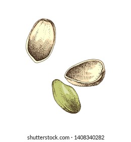 Ilustración vectorial dibujada a mano de nueces de pistacho coloridas que caen