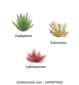 Hand drawn vector illustration of colorful sea weeds: Cladophora, Ectocarpus, Callithamnion. Isolated set of algae on white background