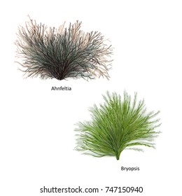 Hand drawn vector illustration of colorful sea weeds: Ahnfeltia and Bryopsis, genus of red and green algae. Isolated set of algae on white background